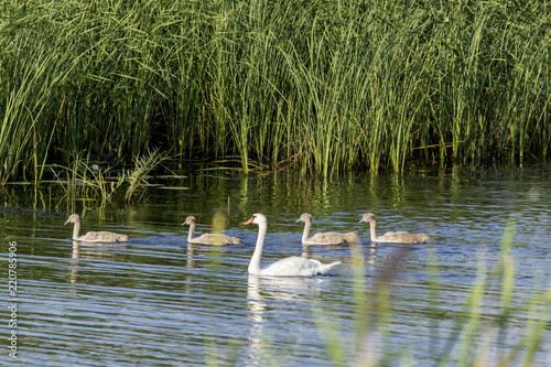 A brood of swans, consisting of a swan mother and four baby swans, floats along the river near the reeds. Site about nature, wild life, birds, family.