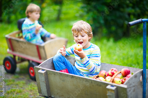 Two adorable happy little kids boys picking and eating red apples on organic farm, autumn outdoors. Funny little preschool children, siblings, twins and best friends having fun with helping harvesting