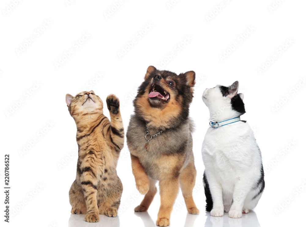two curious cats and a pomeranian looking up two curious cats and a pomeranian looking up