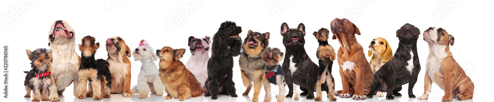 adorable group of many curious dogs of different breeds