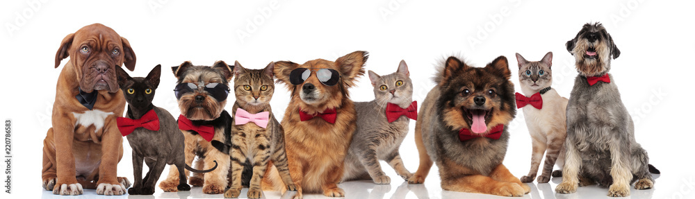 cute group of elegant cats and dogs with bowties