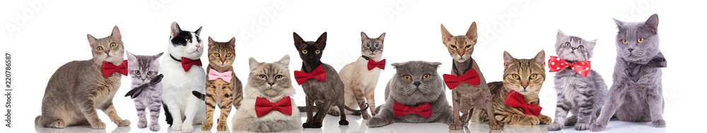 many adorable cats wearing elegant bowties on white background