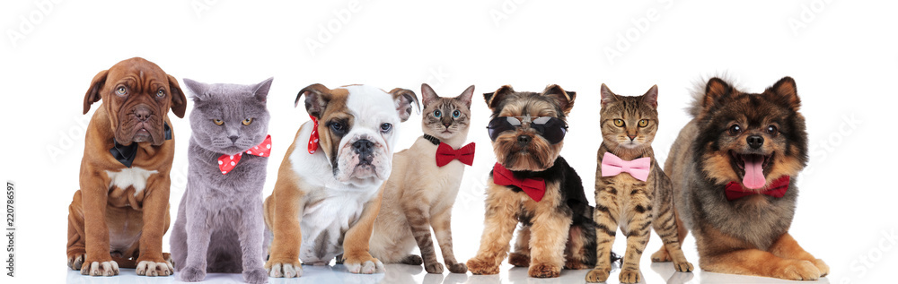 elegant group of cute pets with bowties and sunglasses elegant group of cute pets with bowties and sunglasses