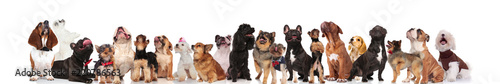 many adorable dogs of different breeds looking up