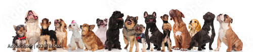 adorable group of many curious dogs of different breeds