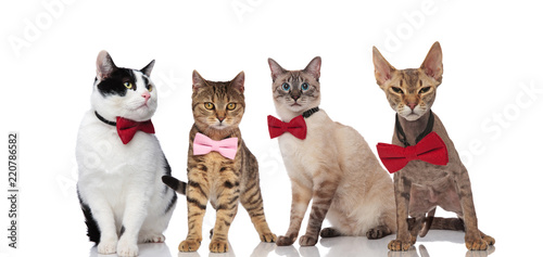 group of four gentleman cats wearing elegant bowties