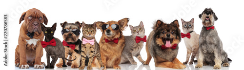 cute group of elegant cats and dogs with bowties