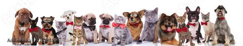 many happy cats and dogs with bowties looking stylish