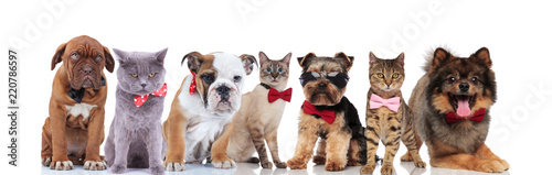 elegant group of cute pets with bowties and sunglasses © Viorel Sima