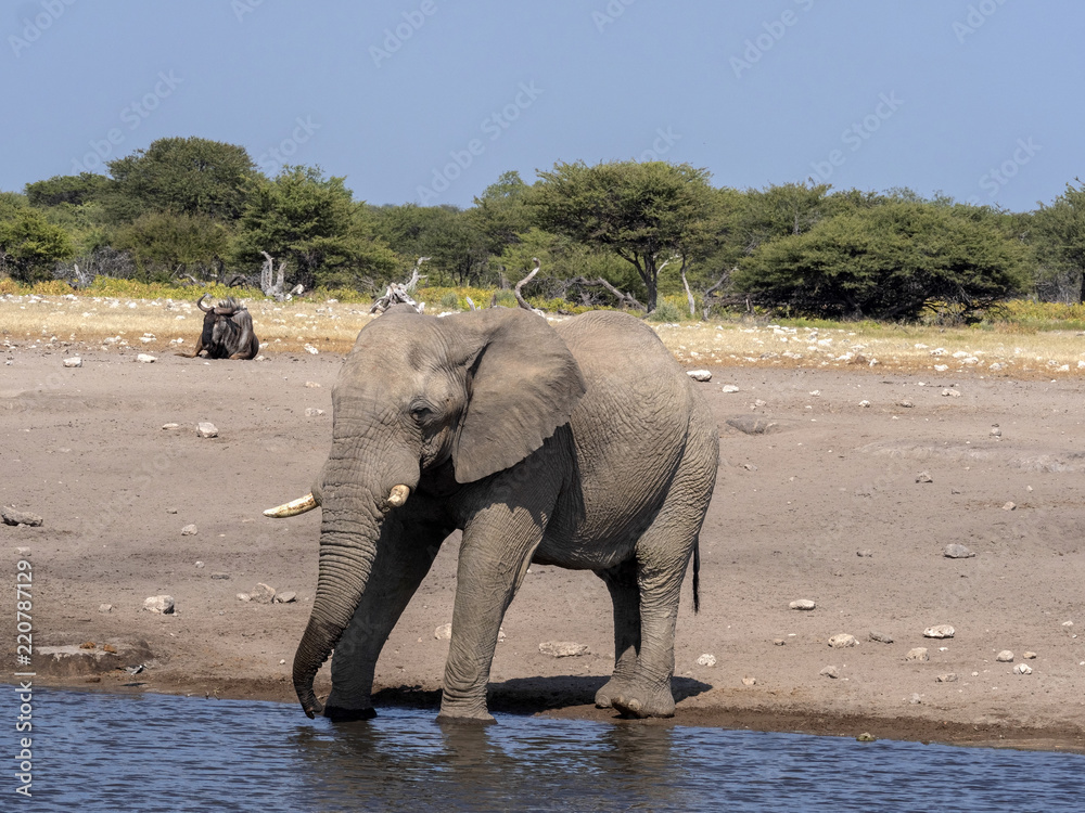 Fototapeta premium African elephant male, Loxodonta a.africana, at waterhole, Etosha National Park, Namibia