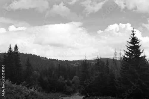 Forest and mountains, trees in the shade. Black and white photo