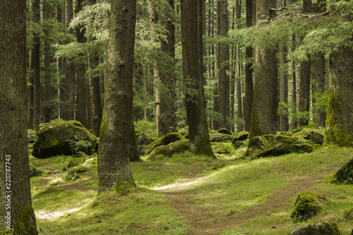 green coniferous forest and grass with big stone