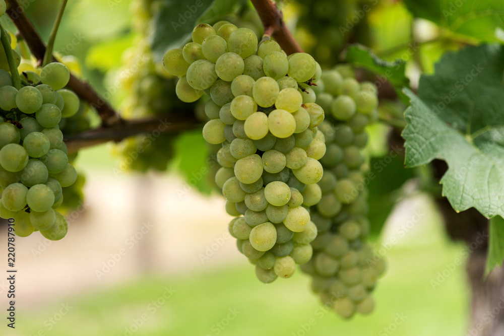 Beautiful ripe grapes on the vine in a vineyard with green leaves. Harvest of autumn fruits Beautiful ripe grapes on the vine in a vineyard with green leaves. Harvest of autumn fruits