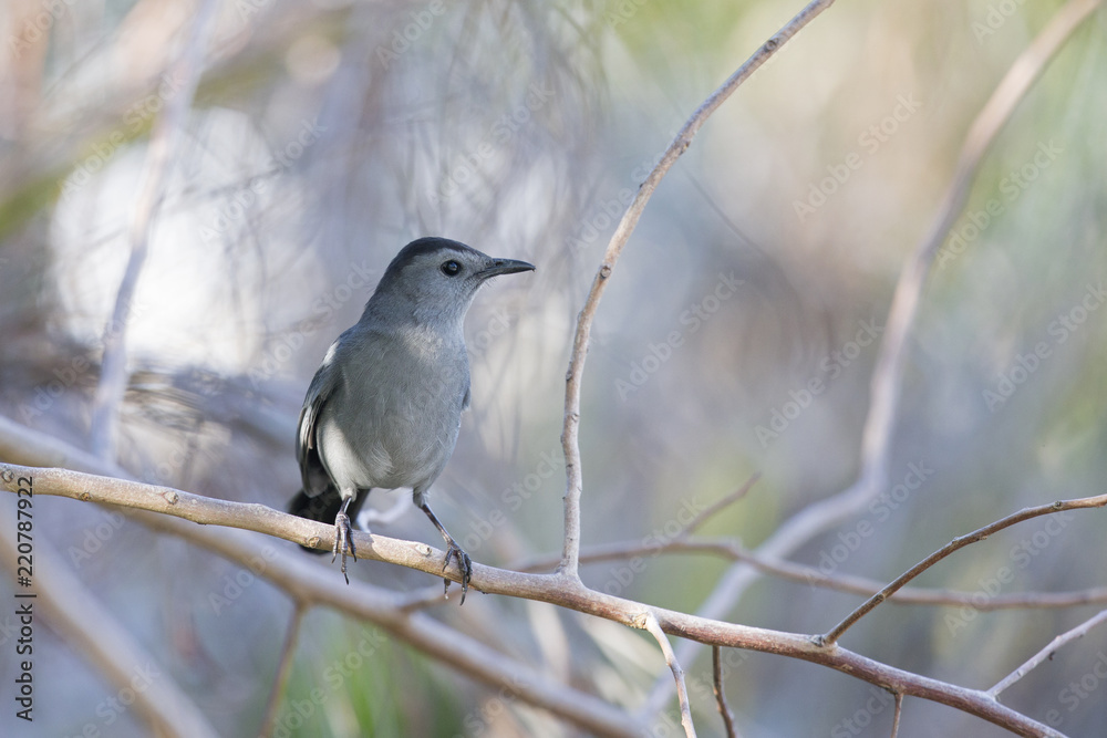 gray catbird (Dumetella carolinensis), perched in a tree, floirda backyard,north american bird gray catbird (Dumetella carolinensis), perched in a tree, floirda backyard,north american bird