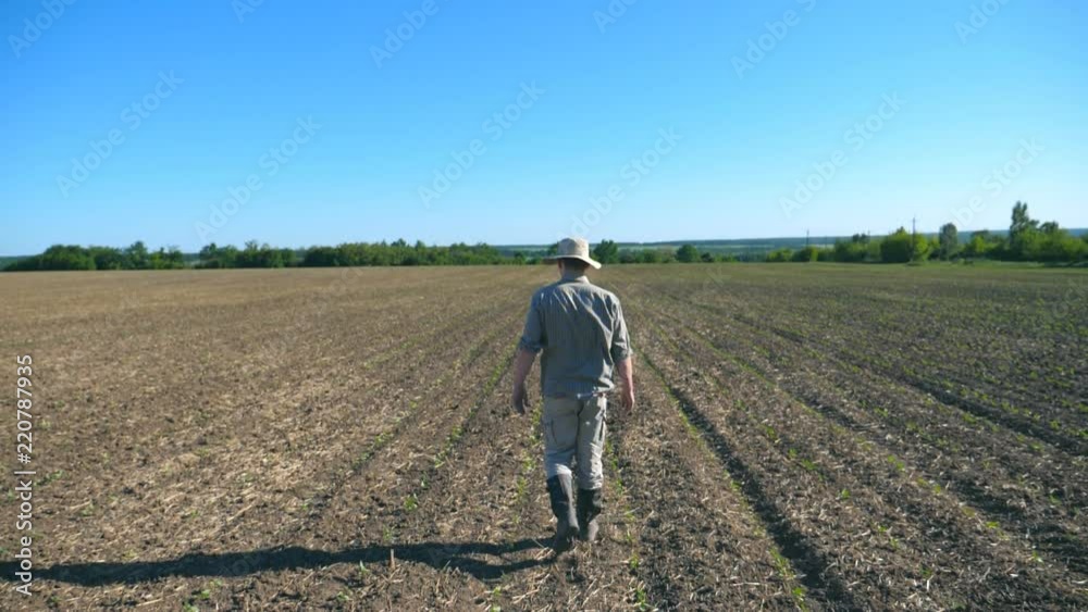 Unrecognizable young male farmer in hat and shirt going through the small green sprouts on his field at sunny summer day. Blue sky at background. Agriculture concept. Rear back view Slow motion Unrecognizable young male farmer in hat and shirt going through the small green sprouts on his field at sunny summer day. Blue sky at background. Agriculture concept. Rear back view Slow motion