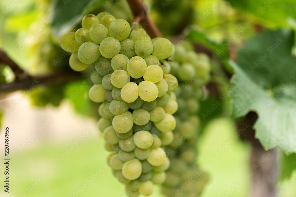 Beautiful ripe grapes on the vine in a vineyard with green leaves. Harvest of autumn fruits