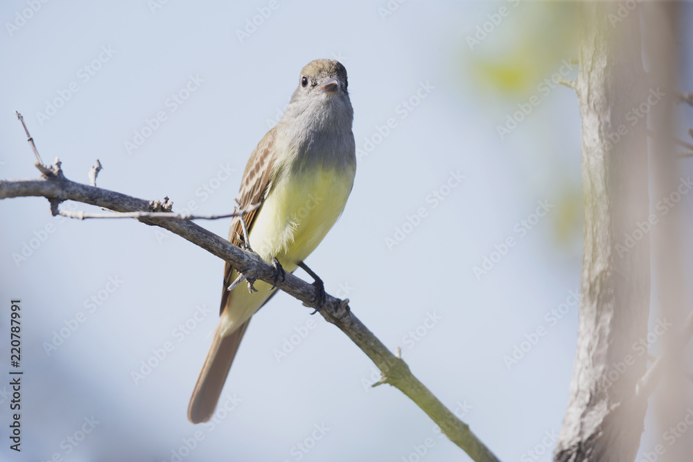 Obraz premium A great crested flycatcher Myiarchus crinitus perched on a branch in the mangroves.