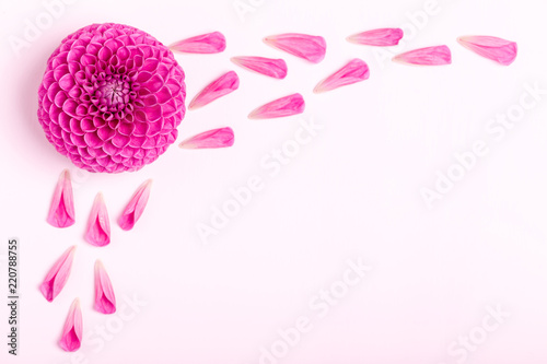 Fototapeta Naklejka Na Ścianę i Meble -  Dahlia ball-barbarry with petals - top view on pink bright summer flower.