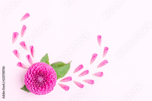 Fototapeta Naklejka Na Ścianę i Meble -  Dahlia ball-barbarry and petals with green leaves - top view on pink bright summer flower.