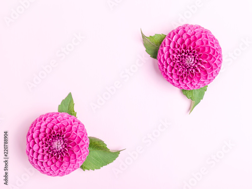 Dahlia ball-barbarry with green leaves - top view on pink bright summer flower photo