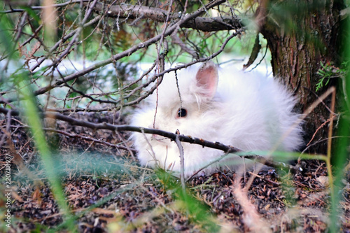Animal White Cat Pet Rabbit Cute Nature Kitten Mammal Fur Grass Fluffy Small Bunny Domestic Young Baby Pets Little Hamster Beautiful Green Albino Sweet Dog Stock Photo Adobe Stock