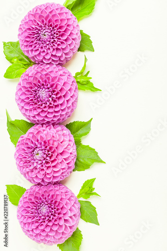 Fototapeta Naklejka Na Ścianę i Meble -  Dahlia ball-barbarry border frame - top view on violet fresh flowers with green leaves and buds.