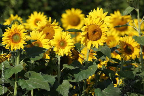 sunflower photo