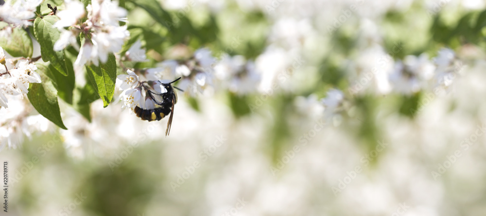 Summer, spring fairy background. Large bumblebee in flowers.