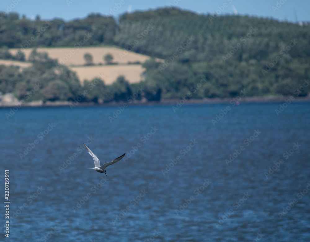 Common Tern Flying