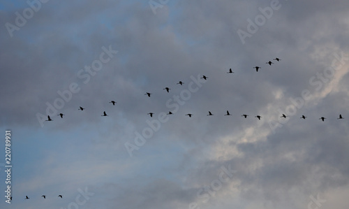 Schilderij op canvas Flock of cranes in the air