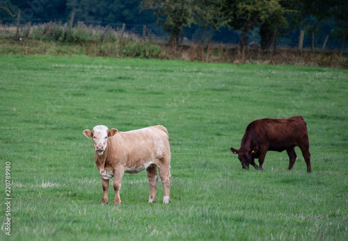 Pair of cows photo