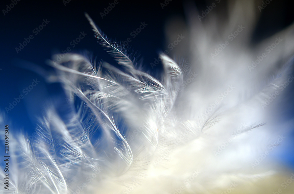 Obraz premium feather