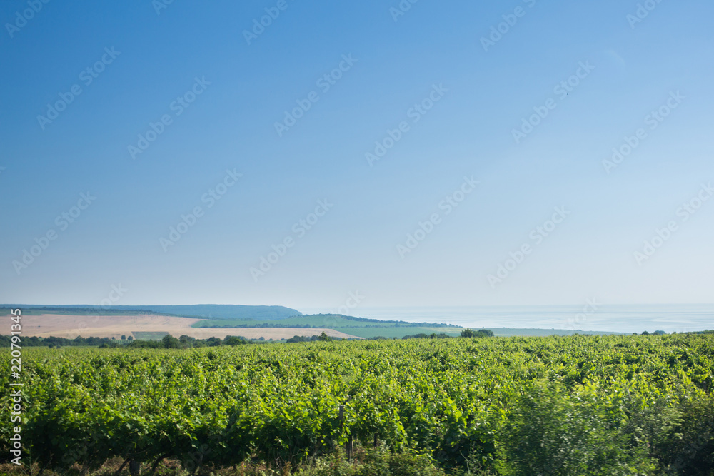 Beautiful landscape, big field with green plants, sea coast Beautiful landscape, big field with green plants, sea coast