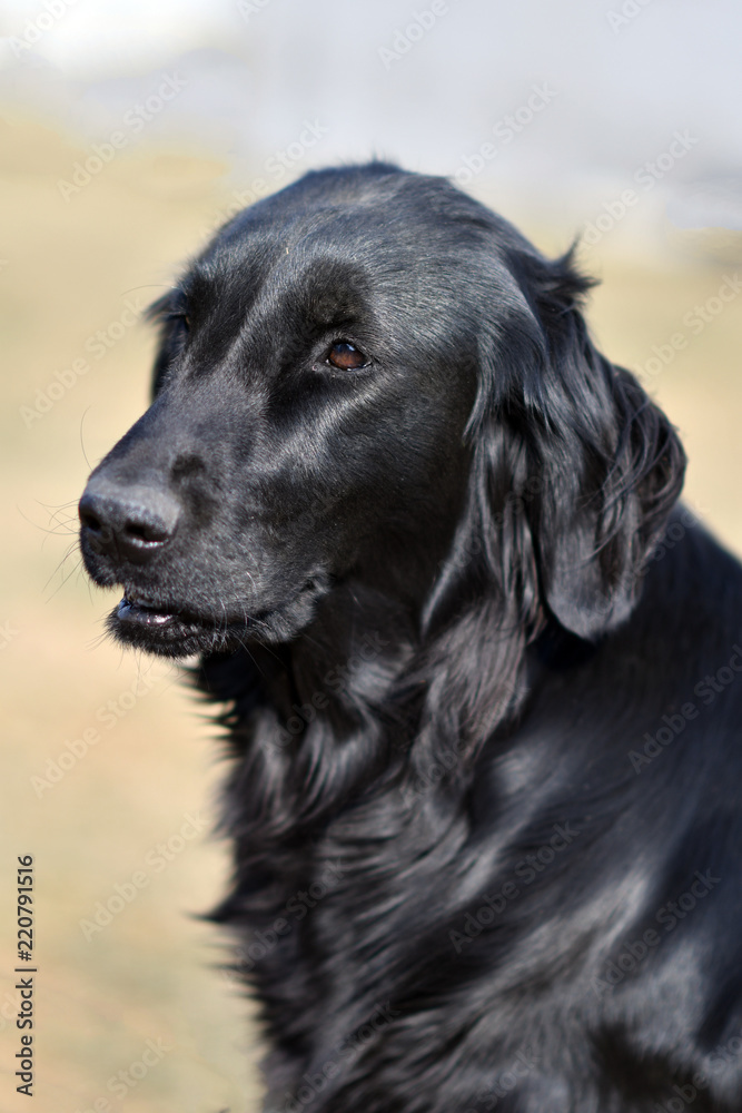 dog dog