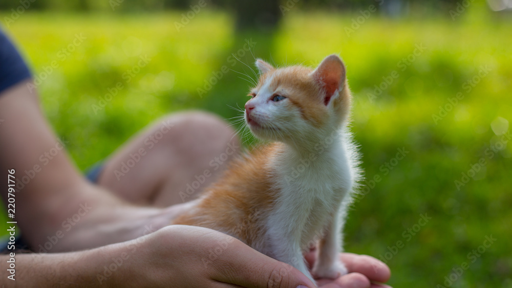 Young man is holding a small kitten in his hands. Adorable kitty outdoors for the first time. Cute pet closeup