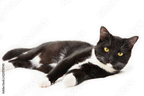 black and white cat lying on white background. Isolated on white © alexander132