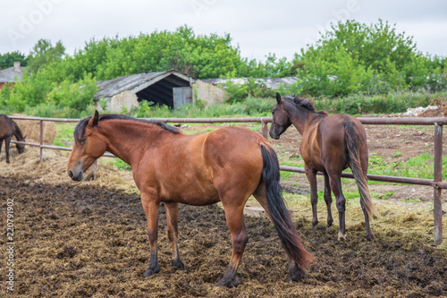 Group of beautiful young horses on pasture in animal farm or ranch, rural livestock or farmland