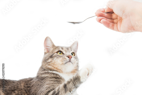 Gray striped cat and vet's hand keeping spoon on white background. Isolated on white