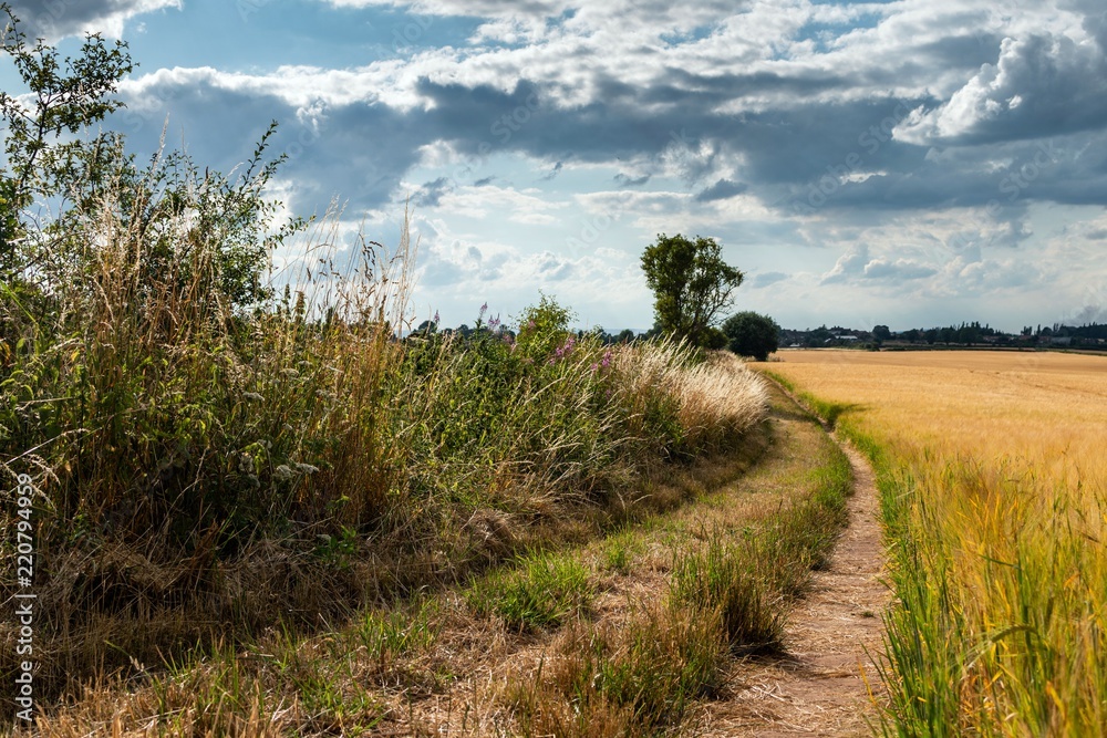 Fototapeta premium Cloudy skies over the winding path through the fields