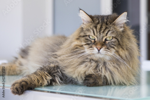 Wonderful cat of livestock, siberian purebred. Adorable domestic pet with long hair outdoor