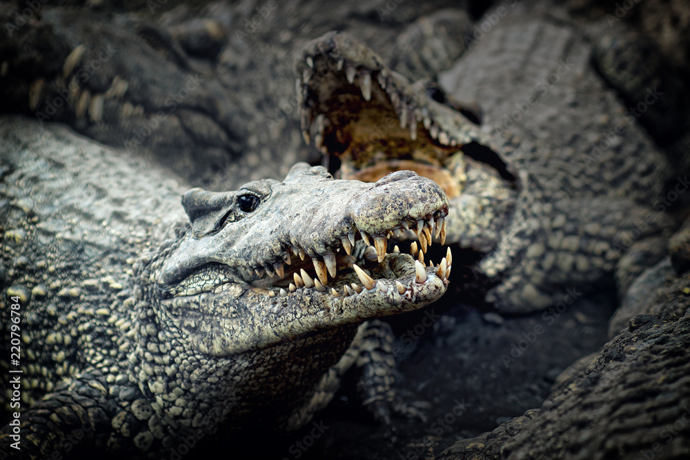 Fototapeta premium Cuban crocodile- portrait ((Crocodylus rhombifer)