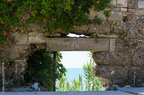 Fototapeta Naklejka Na Ścianę i Meble -  sea view, beach with reeds through a hole in the stone wall. ivy with flowers and white cat