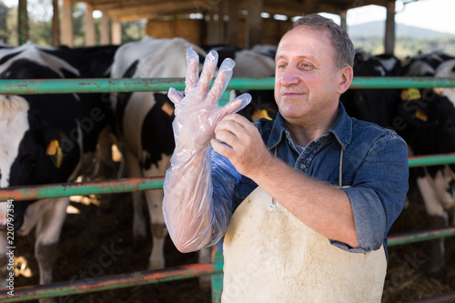 farmer prepares for artificial insemination of cows photo