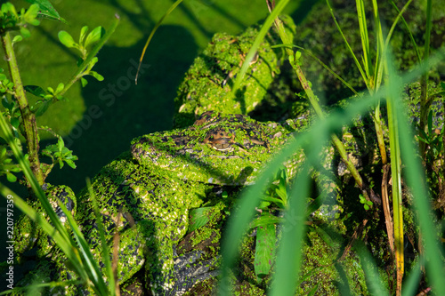 Baby Alligators