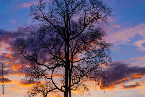 Silhouette branch of tree on sunset sky.