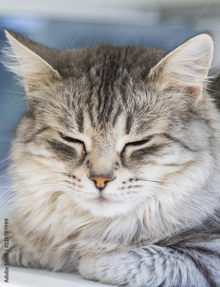 Pretty silver cat of livestock, siberian purebred. Adorable domestic pet with grey hair outdoor