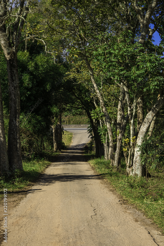 tunnel of tree on dirt road