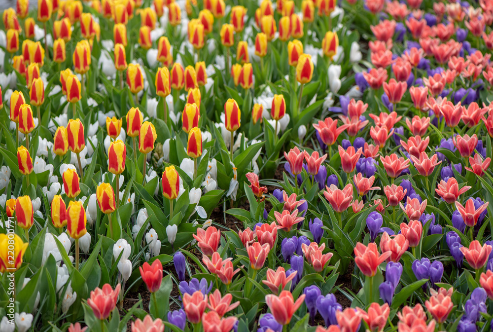 Group of colorful tulip.