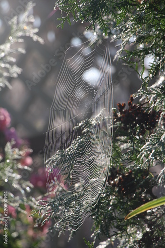 spider, spiderweb