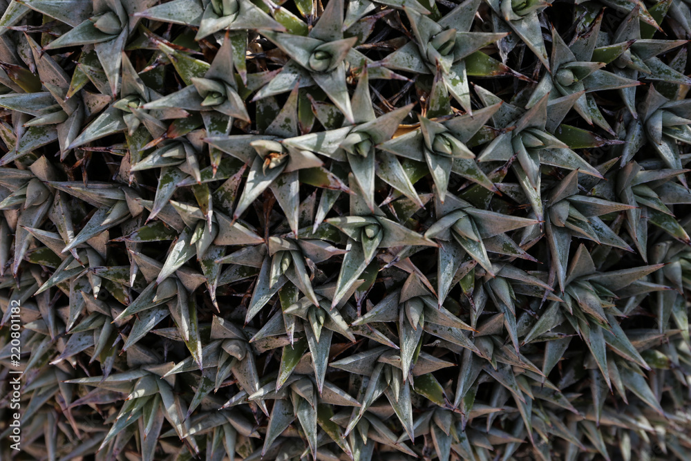 piante grasse piante grasse